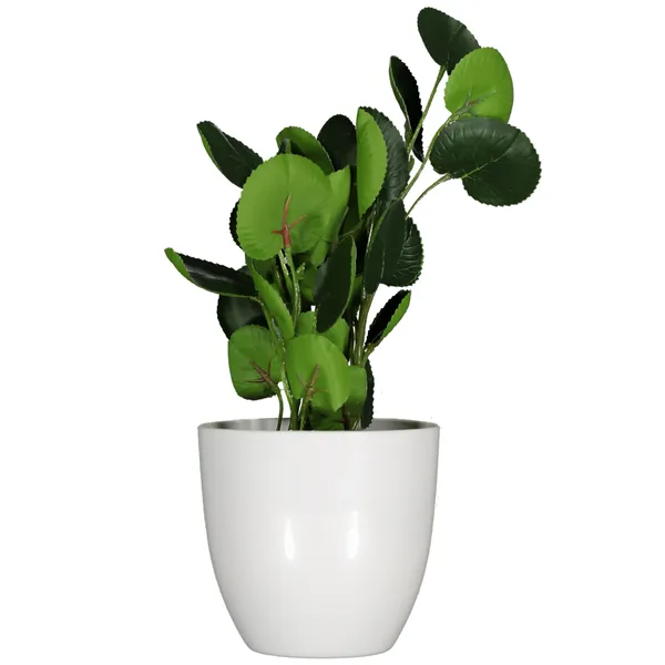 Money plant